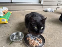 Found/Stray Unknown Cat last seen Windy City Grill, Maryville, TN 37801