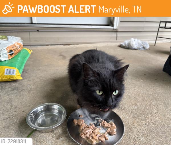 Found/Stray Unknown Cat last seen Windy City Grill, Maryville, TN 37801