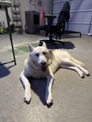 Reunited Female Dog last seen mccormick and parvin, Denton, TX 76201