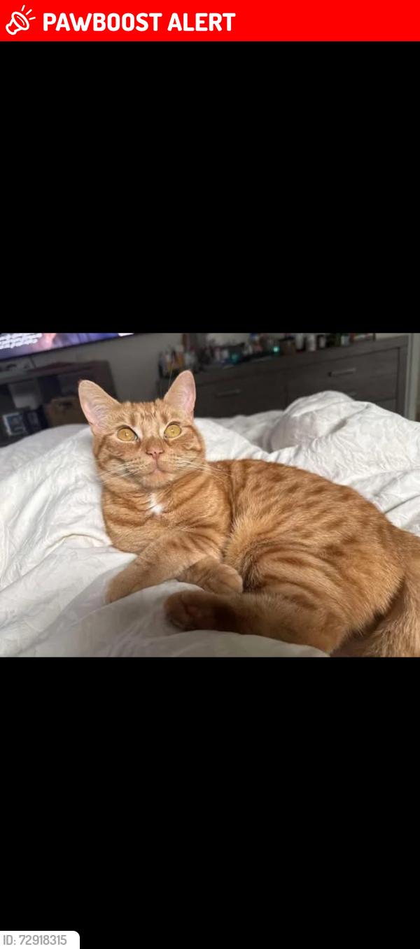 Lost Female Cat last seen Meeker street succasunna, Roxbury Township, NJ 07876