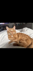 Lost Female Cat last seen Meeker street succasunna, Roxbury Township, NJ 07876