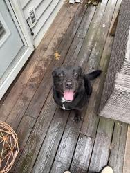 Found/Stray Male Dog last seen Pershing Ct near lawndale, Greensboro, NC 27408