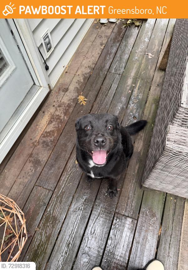 Found/Stray Male Dog last seen Pershing Ct near lawndale, Greensboro, NC 27408