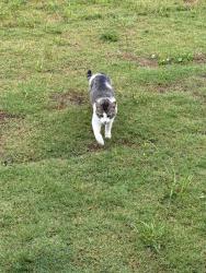 Found/Stray Female Cat last seen Bill Moss/Calista Rd, White House, TN 37188