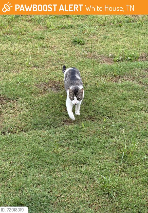 Found/Stray Female Cat last seen Bill Moss/Calista Rd, White House, TN 37188