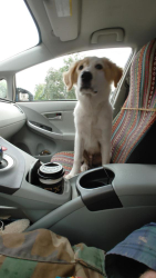 Found/Stray Male Dog last seen Guadalupe County Courthouse, Seguin, TX 78155