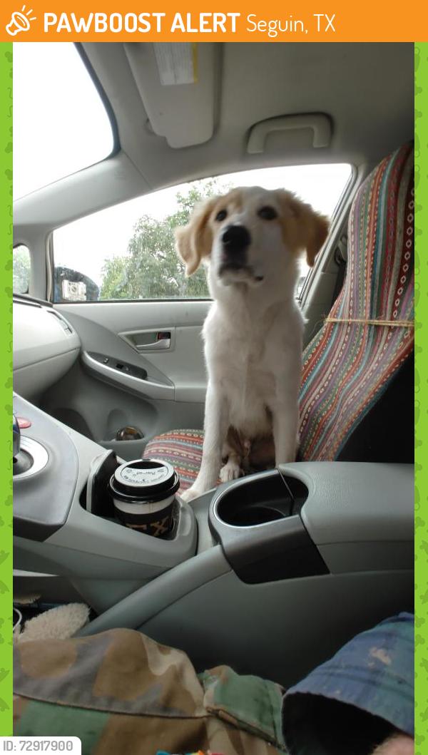 Found/Stray Male Dog last seen Guadalupe County Courthouse, Seguin, TX 78155