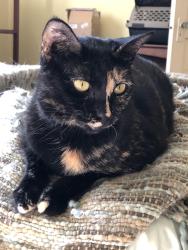 Reunited Female Cat last seen Wayne Ave, between Oak and Huntington, South Pasadena, CA 91030