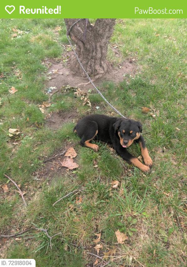 Reunited Female Dog last seen Near Ridge Road & School Street, Wichita, KS 67212