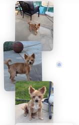 Lost Male Dog last seen 10th street, Pittsburg, CA 94565