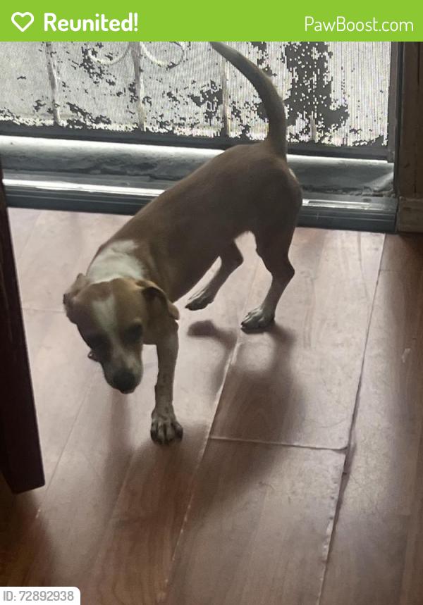 Reunited Female Dog last seen Rosecrans and willowbrook, Compton, CA 90222