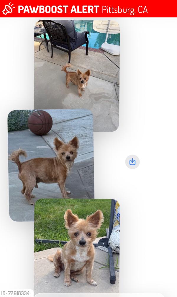 Lost Male Dog last seen 10th street, Pittsburg, CA 94565