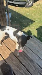 Lost Female Dog last seen Near , Burleson, TX 76028