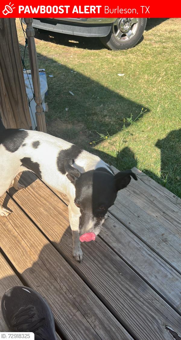Lost Female Dog last seen Near , Burleson, TX 76028
