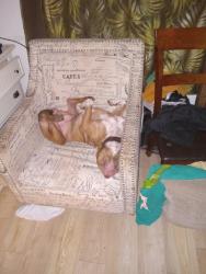 Lost Male Dog last seen Continental ave, Tallahassee, FL 32304