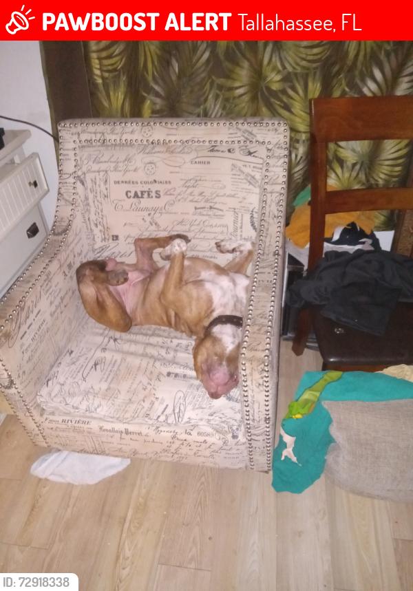 Lost Male Dog last seen Continental ave, Tallahassee, FL 32304