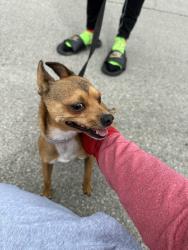 Reunited Male Dog last seen E 47th St, Indianapolis, IN 46226, USA, Indianapolis, IN 46226