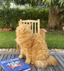 Reunited Female Cat last seen Anderson Road and Escobar, Coral Gables, FL 33134
