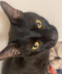Shelter Stray Female Cat last seen Madison, WI , Madison, WI 53718
