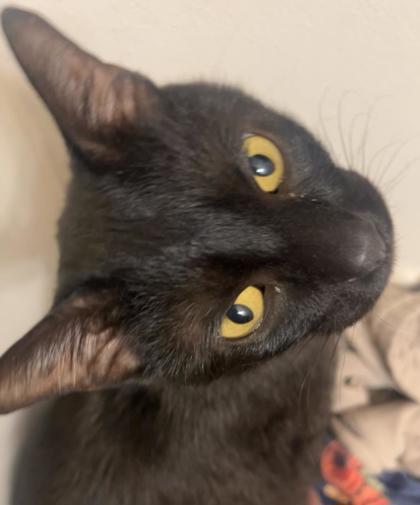 Shelter Stray Female Cat last seen Madison, WI , Madison, WI 53718