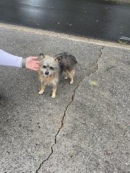 Found/Stray Unknown Dog last seen Kings cir, Lawrenceville, GA 30044