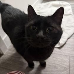 Shelter Stray Female Cat last seen Fitchburg, WI 53711, Madison, WI 53718