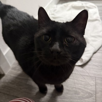 Shelter Stray Female Cat last seen Fitchburg, WI 53711, Madison, WI 53718