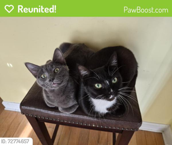 Reunited Female Cat last seen Summer Stream Subdivision, Kennesaw, GA 30152
