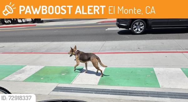 Found/Stray Unknown Dog last seen Ramona Blvd. and Lexington, El Monte, CA 91731