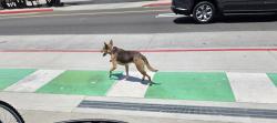 Found/Stray Unknown Dog last seen Ramona Blvd. and Lexington, El Monte, CA 91731