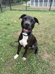 Shelter Stray Male Dog last seen Near Glenwood Rd, Decatur, GA 30035, 30035, GA, Atlanta, GA 30341