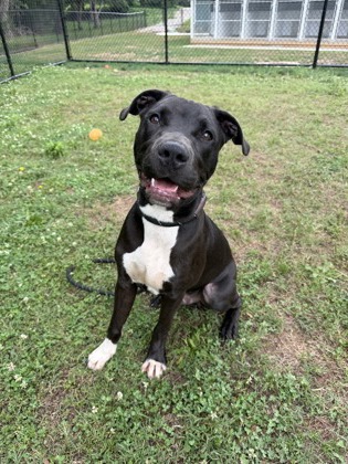 Shelter Stray Male Dog last seen Near Glenwood Rd, Decatur, GA 30035, 30035, GA, Atlanta, GA 30341