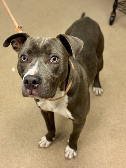 Shelter Stray Female Dog last seen Near Parkway drive, 30058, GA, Atlanta, GA 30341