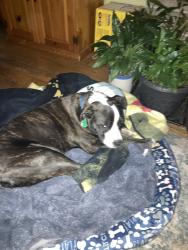 Reunited Female Dog last seen Number 5 police station, Pittsburgh, PA 15206