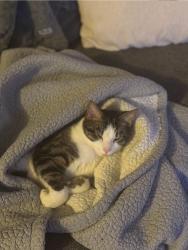 Reunited Male Cat last seen 127th st, Lemont, IL 60439