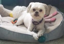 Reunited Female Dog last seen Floral park neighborhood, Atlantis, FL 33462