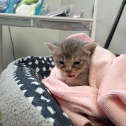 Shelter Stray Male Cat last seen Alvarado, TX 76009, Alvarado, TX 76009