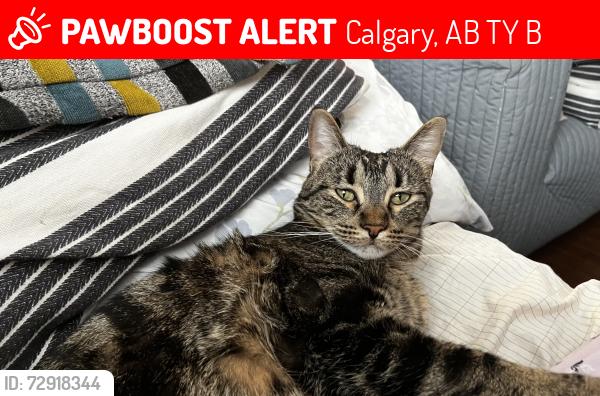 Lost Female Cat last seen Near Everwoods Green SW, Calgary, AB T2Y 0B7