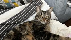 Lost Female Cat last seen Near Everwoods Green SW , Calgary, AB T2Y 0B7