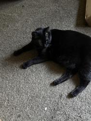 Reunited Female Cat last seen S Greenwood Ave, Montebello, CA 90640