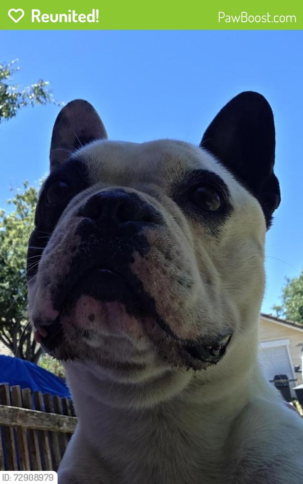 Reunited Male Dog last seen Inglenook dr vintner ln, Modesto, CA 95354