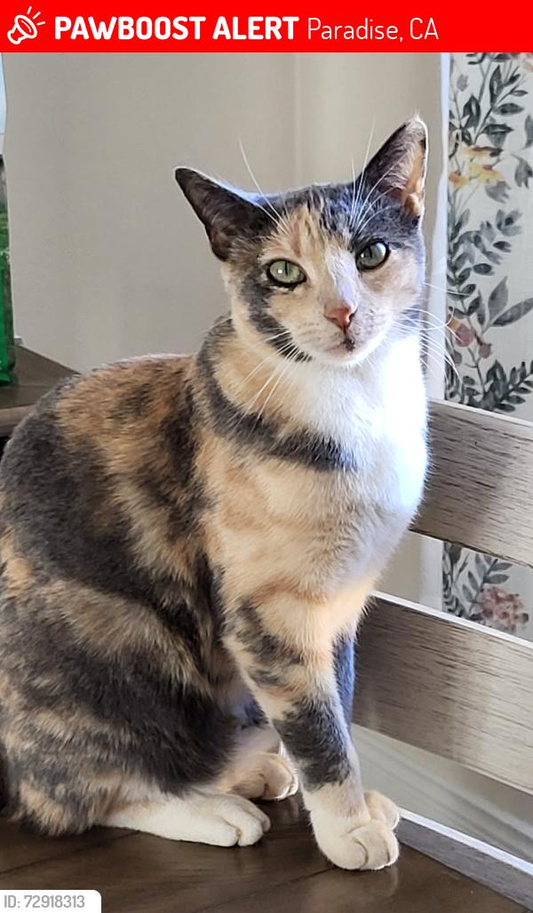 Lost Female Cat last seen around Bille and Sawmill, Paradise, CA 95969