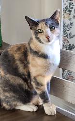 Lost Female Cat last seen around Bille and Sawmill, Paradise, CA 95969