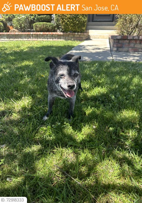 Found/Stray Unknown Dog last seen Southview Drive San Jose CA, San Jose, CA 95138
