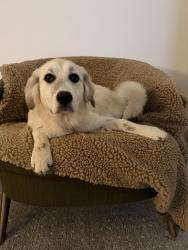 Reunited Female Dog last seen Englewood, Wakomis , Kansas City, MO 64118