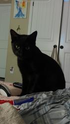 Lost Male Cat last seen Paddington Dr, Corpus Christi, TX 78414