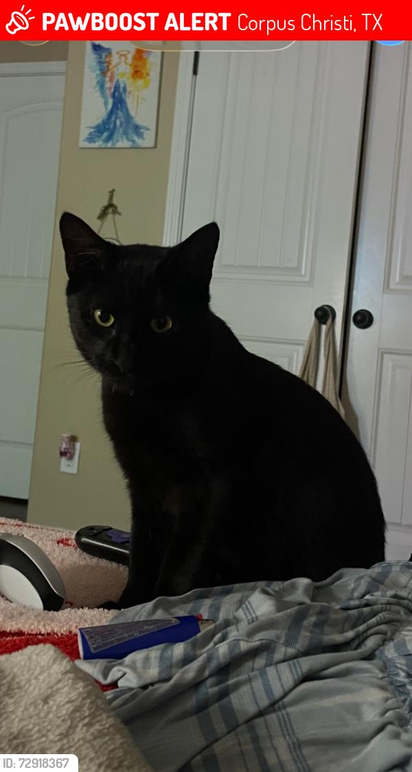 Lost Male Cat last seen Paddington Dr, Corpus Christi, TX 78414