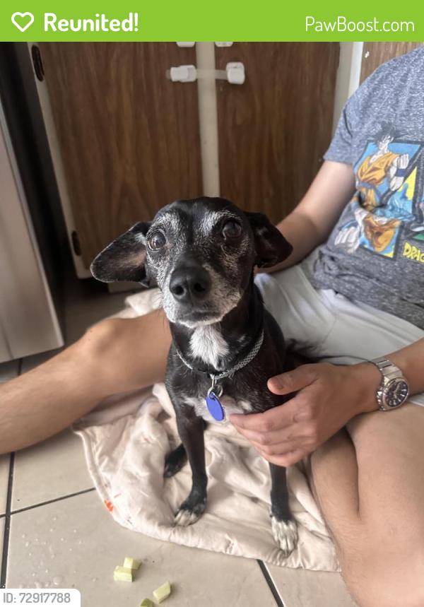 Reunited Male Dog last seen Arroyo grande and guilford dr., Henderson, NV 89014
