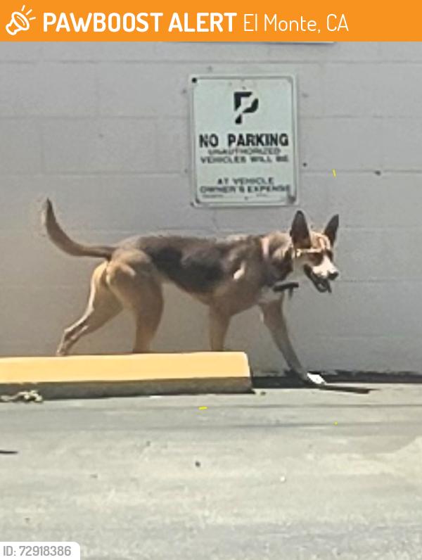 Found/Stray Female Dog last seen Ramona Blvd. and Lexington, El Monte, CA 91732