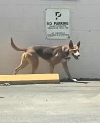 Found/Stray Female Dog last seen Ramona Blvd. and Lexington, El Monte, CA 91732
